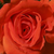 Vörös - Virágágyi grandiflora - floribunda rózsa - Prominent®